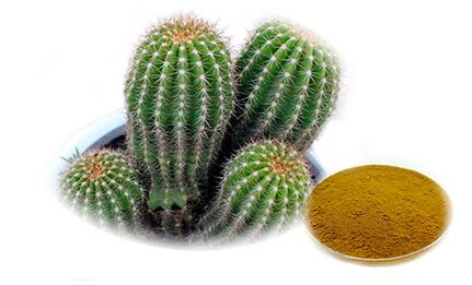 Hoodia gordoni se Reduslim