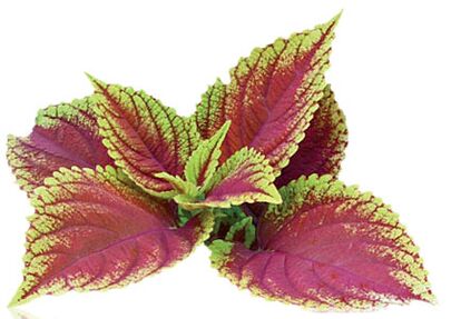 coleus forskolia jako součást Reduslim